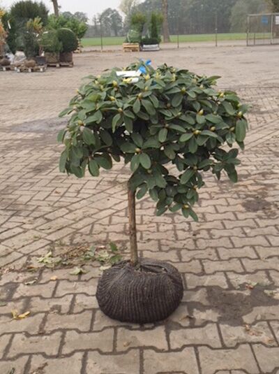 Rhododendron haematodes 'Lisetta' (Rhododendron) auf Stamm, 40–60 cm Stammhöhe, Krone 60–70 cm breit, Ballenware mit Laub