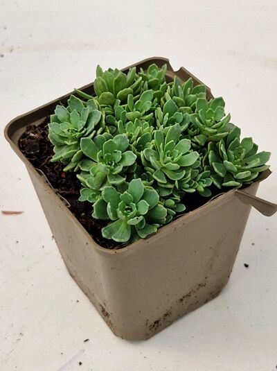 Sedum pachyclados / Dickrosettiges Fettblatt P9, sukkulente grüne Rosetten im Kulturtopf