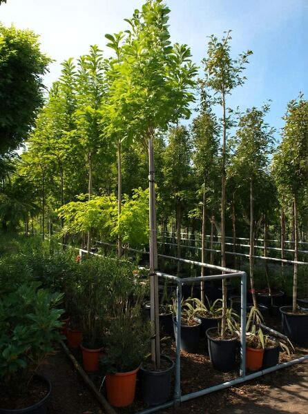 Magnolia soulangiana, Tulpen-Magnolie Hochstamm 8-10 StU, junger Baum im Container mit Stützpfählen und grünem Laub