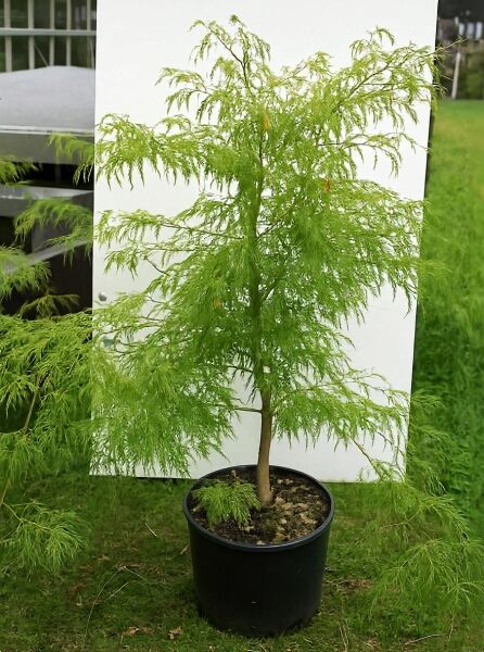Grüner Schlitz-Ahorn (Acer palmatum 'Dissectum') 80-100 cm C20 im Topf, fein geschlitzte grüne Blätter, aufrechter Wuchs.