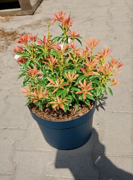 Pieris japonica 'Flaming Silver' / Japanische Lavendelheide 'Flaming Silver' 30-40 cm C5 im Topf mit panaschierten Blättern und rötlichem Austrieb