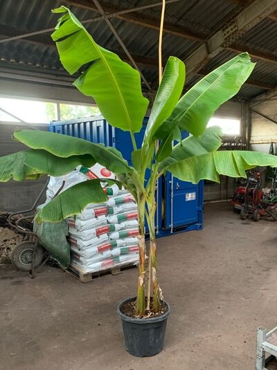 Musa basjoo (Winterharte Banane, Japanische Faserbanane) im Topf, ca. 200–250 cm, C90, mit mehreren grünen Blättern