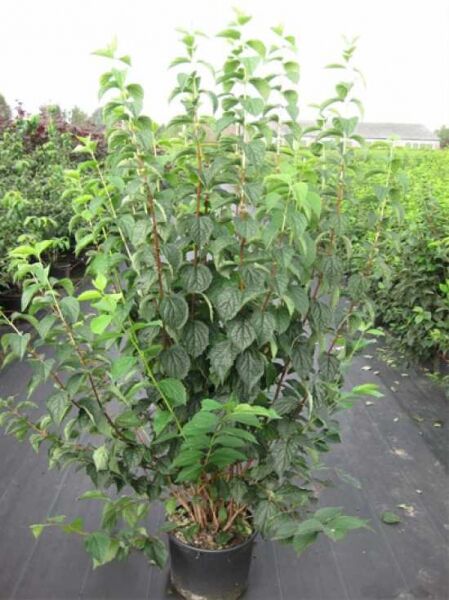 Europäischer Pfeifenstrauch / Europäischer Pfeifenstrauch