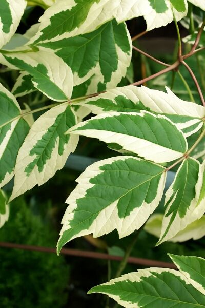 Silberbunter Eschen-Ahorn / Silberbunter Eschen-Ahorn