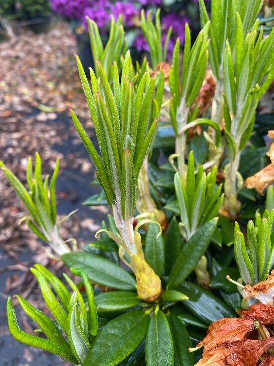 rhododendron hybride nova zembla Nova Zembla Rhododendron