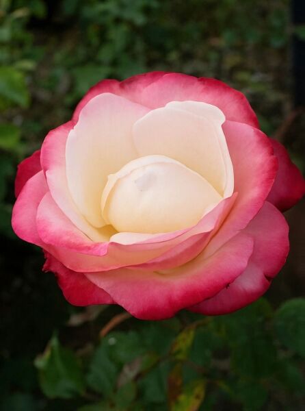 Rosa 'Nostalgie®' / Edelrose 'Nostalgie' mit cremeweißer Blüte und pinkrotem Rand, Nahaufnahme der Blüte