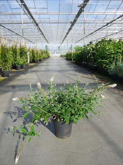 Sommerflieder 'White Chip' ® / Zwerg-Sommerflieder 'White Chip'®  / Sommerflieder 'White Chip' ® / Zwerg-Sommerflieder 'White Chip'® 