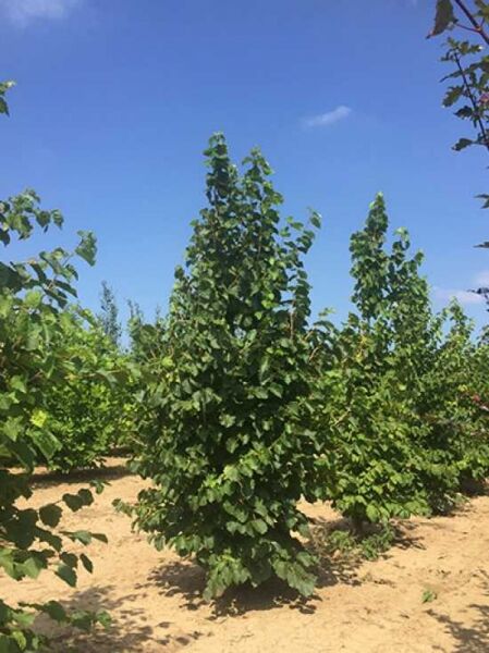 Corylus colurna (Baum-Hasel/Türkische Hasel) 200–250 cm, mehrtriebiger Strauch mit dichtem, grünem Laub.