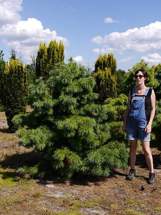 Zwerg-Mdchen-Kiefer 'Schoon's Bonsai' - Pinus parviflora 'Schoon's Bonsai'