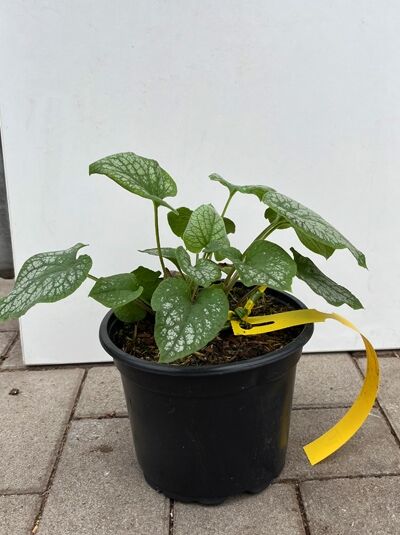 Silberiges Garten-Vergissmeinnicht 'Jack Frost ®' - Brunnera macrophylla 'Jack Frost ®'
