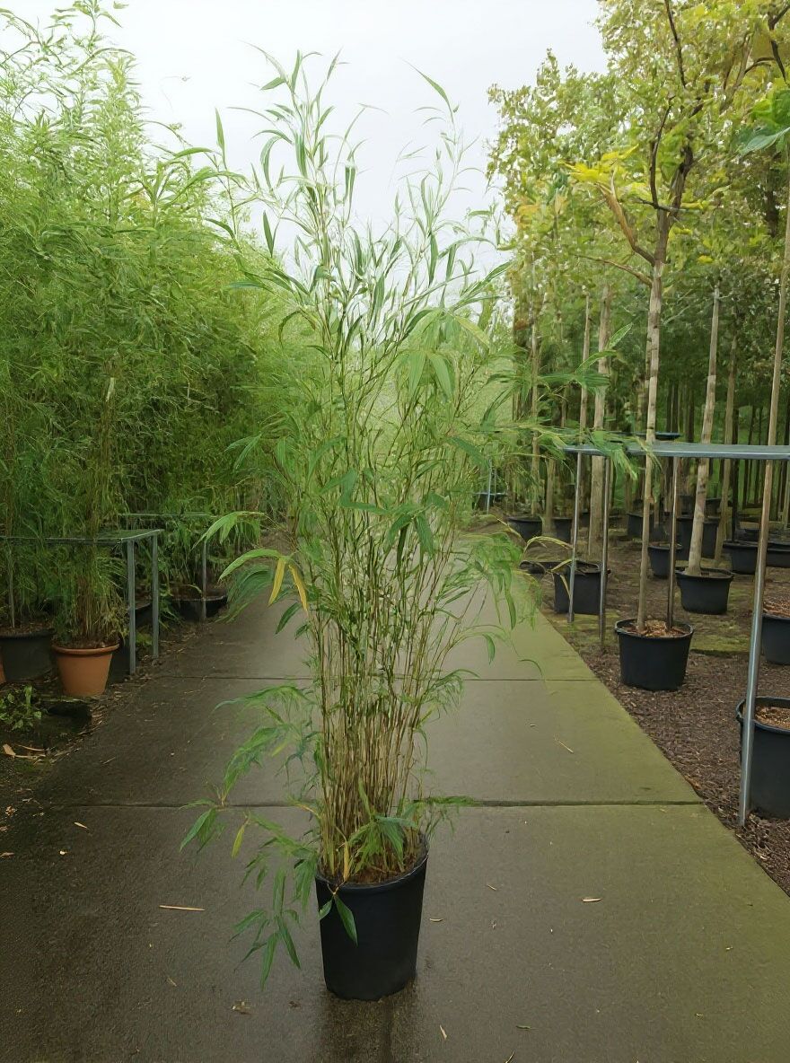Sulen-Bambus - Semiarundinaria fastuosa / Arundinaria fastuosa -  Baumschule NewGarden