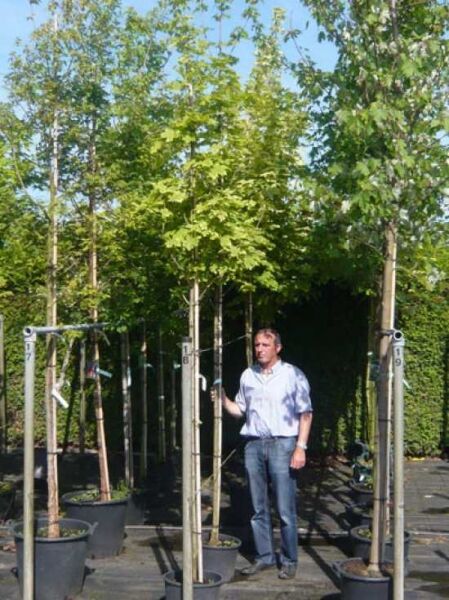 Spitz-Ahorn 'Drummondii' (Acer platanoides 'Drummondii') Hochstamm 8-10 StU im Container, Baum mit heller Krone.