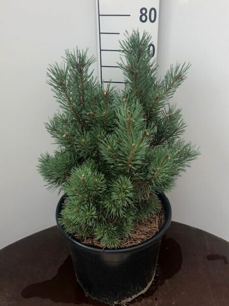 Pinus sylvestris 'Chantry Blue' / Blaue flache Zwerg-Kiefer 'Chantry Blue'