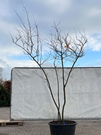 Kupfer-Felsenbirne 200 - 250 cm Schirmform / Amelanchier lamarckii (874861)