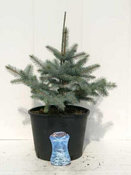 Picea pungens 'Erich Frahm' / Stech-Fichte 'Erich Frahm', blaugrüne Nadelfichte im Topf, 40-50 cm, C7