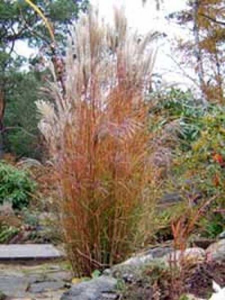 Chinaschilf 'Große Fontäne' / Miscanthus sinensis 'Große Fontäne'