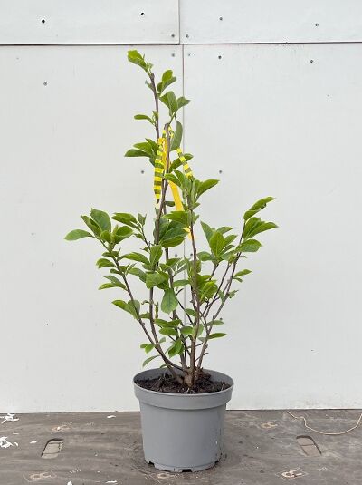 Magnolia soulangiana (Tulpen-Magnolie) 50–60 cm C3 im Topf, mehrtriebiger Strauch mit grünen Blättern und Triebspitzen.