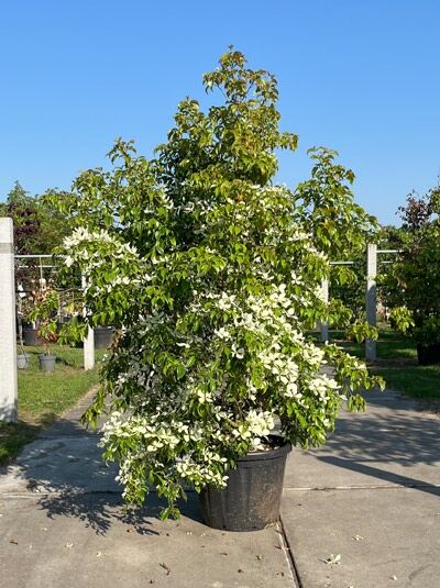 Hongkong-Hartriegel 200-250 cm - Cornus hongkongensis (1567071)