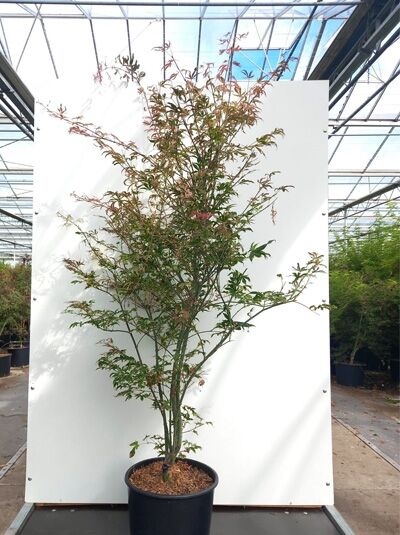 Acer palmatum 'Shirazz' ® / Fächer-Ahorn 'Shirazz' ®, mehrstämmiger Ahorn im Topf C20, ca. 175–200 cm hoch.