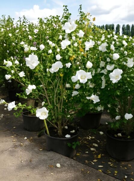 Garten-Eibisch (Hibiscus syriacus) 'Diana' 100-125 cm C20, Strauch im Topf mit weißen Blüten und grünem Laub.