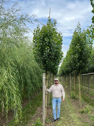 Pyramiden-Pappel / Säulen-Pappel / Italienische Pappel / Pyramiden-Pappel / Säulen-Pappel / Italienische Pappel