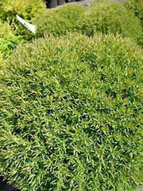 Kuschel-Lebensbaum 'Teddy' - Thuja occidentalis 'Teddy' - Baumschule  NewGarden
