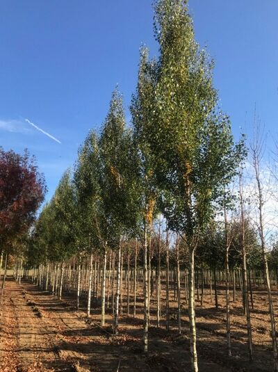 Säulen-Birke 'Fastigiata' (Betula pendula 'Fastigiata' / 'Obelisk') als Hochstamm im Baumschulbestand, schlanker, aufrechter Wuchs.
