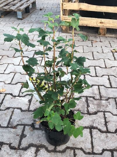 Blut-Johannisbeere 'King Edward VII' / Ribes sanguineum 'King Edward VII'