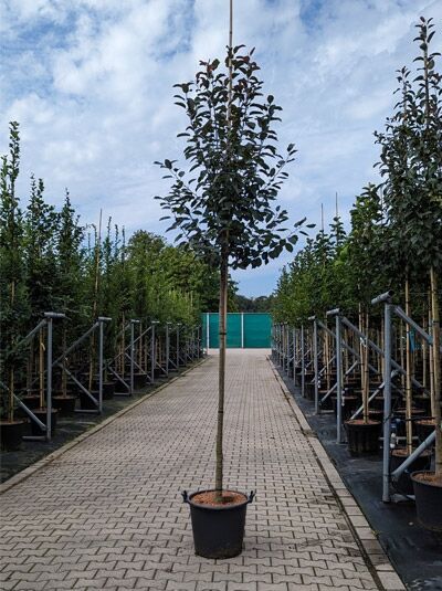 Zierapfel 'Mokum' / Zierapfel 'Mokum'