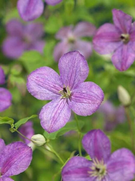 Waldrebe 'So Many Lavender Flowers' / Clematis viticella 'So Many Lavender Flowers' ('Zosusk') PBR