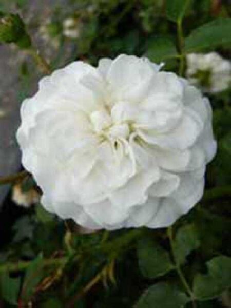 Bodendeckerrose 'Swany' / Rosa 'Swany ®'
