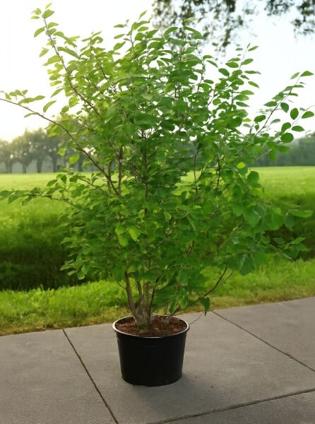 Kupfer-Felsenbirne (Amelanchier lamarckii) 150–175 cm C35 im Pflanzcontainer, mehrstämmiger Strauch mit grünem Laub.