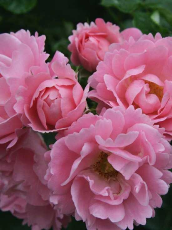 Rosa 'Sommerwind' Beetrose - Winterharte Rose Für Beete & Rabatten, Blüht Juni-Oktober