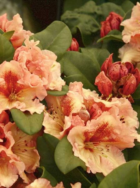 Rhododendron 'Mirabilis' / Rhododendron Hybride 'Mirabilis'