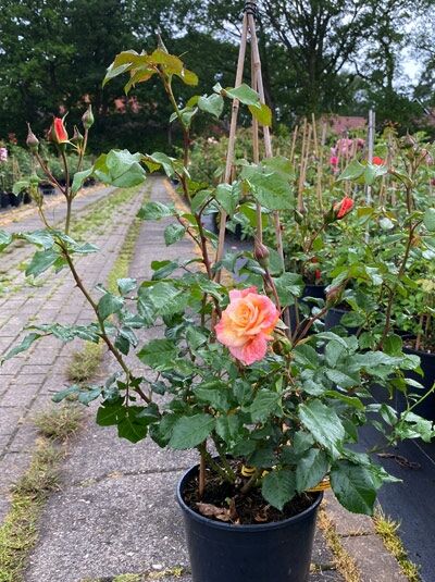 Rosa 'Moonlight'® / Kletterrose 'Moonlight'® C5 im Topf, blühender Trieb mit apricotfarbenen Blüten und Knospen, grünes Laub.