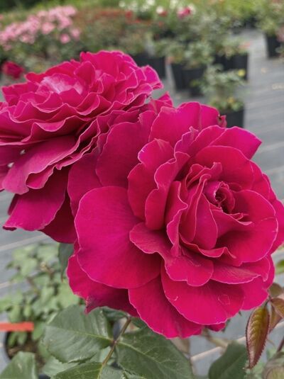 Edelrose 'Bellevue' ® / Edelrose 'Bellevue' ®