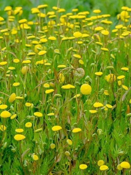 Krähenfuß-Laugenblume / Goldköpfchen / Cotula coronopifolia
