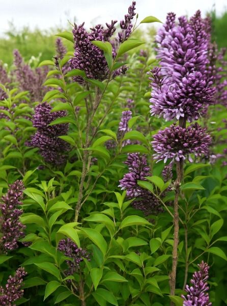 Syringa chinensis 'Amigo' / Gartenflieder 'Amigo' mit violetten Blütenrispen und grünen Blättern am Strauch.