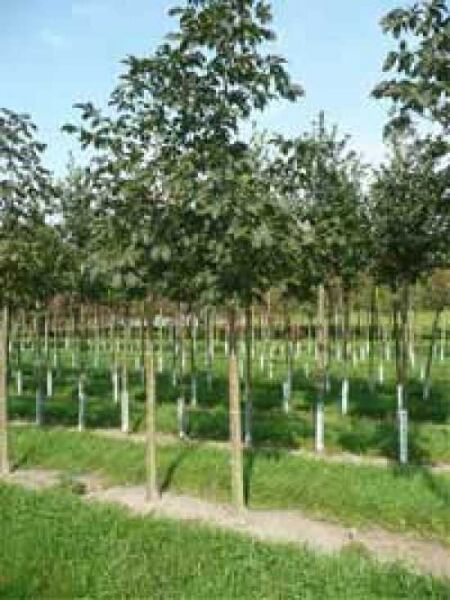 Aesculus carnea 'Briotii' (Rotblühende Roßkastanie) Hochstamm 16-18 StU, junger Baum mit grünem Laub in Baumschule