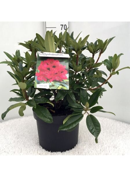 Rhododendron Hybride 'Marie Fortie' (Rhododendron 'Marie Fortie') 50-60 cm C10, grüner Strauch im Topf mit dunkelgrünen Blättern.