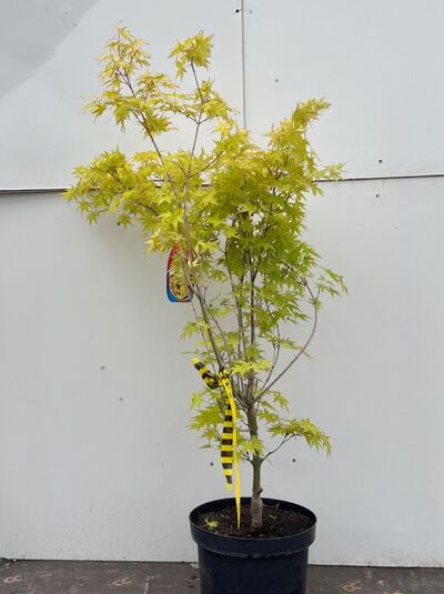 Goldgelber Fächer-Ahorn / Japanischer Ahorn 'Aureum' - Acer palmatum 'Aureum'