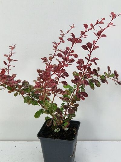 Berberitze 'Harlequin' (Berberis thunbergii 'Harlequin') 15-20 cm P9, Jungpflanze im Topf mit rotgrün panaschierten Blättern.