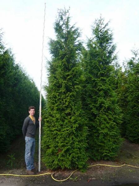 Thuja plicata 'Atrovirens' / Riesen-Lebensbaum 'Atrovirens' 450-500 cm m. Db., Solitär, aufrecht wachsendes Nadelgehölz