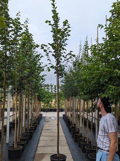 Winter-Linde 'Greenspire' / Tilia cordata 'Greenspire'
