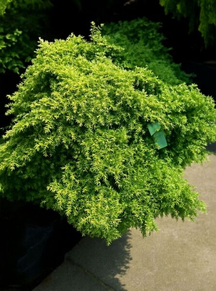 Hahnenkamm-Sicheltanne Cryptomeria japonica 'Yokohama', kompakter Busch mit dichtem, hellgrünem Nadelkleid im Topf.