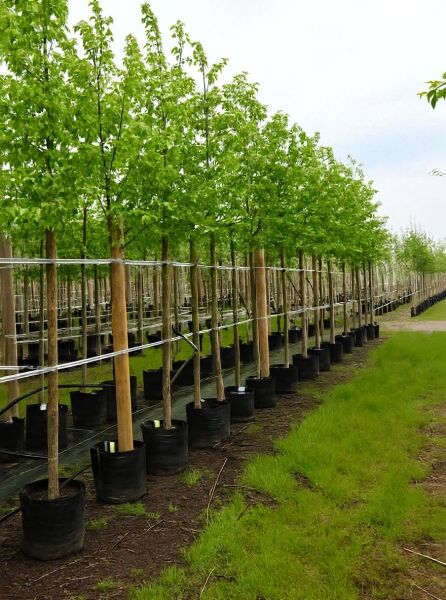Ostrya carpinifolia / Gemeine Hopfenbuche Hochstamm 12-14 StU im Container, Baumreihe mit belaubten Kronen in Baumschule