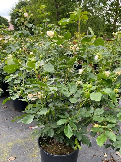 Rosa 'Friedenslicht' (Strauchrose) im Topf C5, grünes Laub mit mehreren hellcremefarbenen Blüten und Knospen.