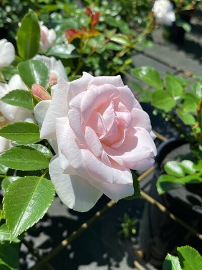 oleander düngen mit hornspänen Purgrün Oleander-Dünger 1 Liter