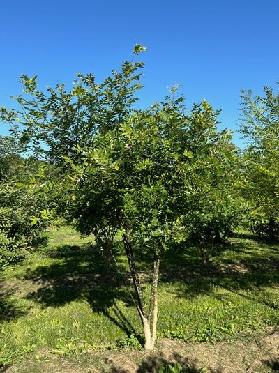 Sophora japonica (Styphnolobium japonicum) – Japanischer Schnurbaum, mehrstämmig, ca. 200–250 cm, mit grünem Laub im Feldanbau