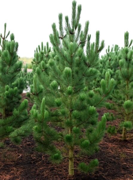 Pinus heldreichii 'Satellit' / bosnische Kiefer 'Satellit' 250-300 cm m. Db., aufrechter Wuchs mit dichtem, grünem Nadelkleid.